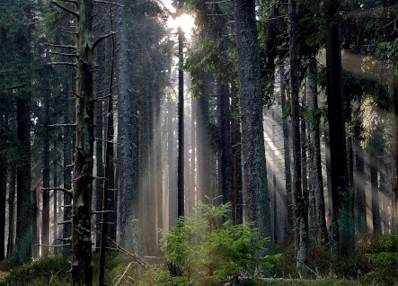 CHI SIAMO forest