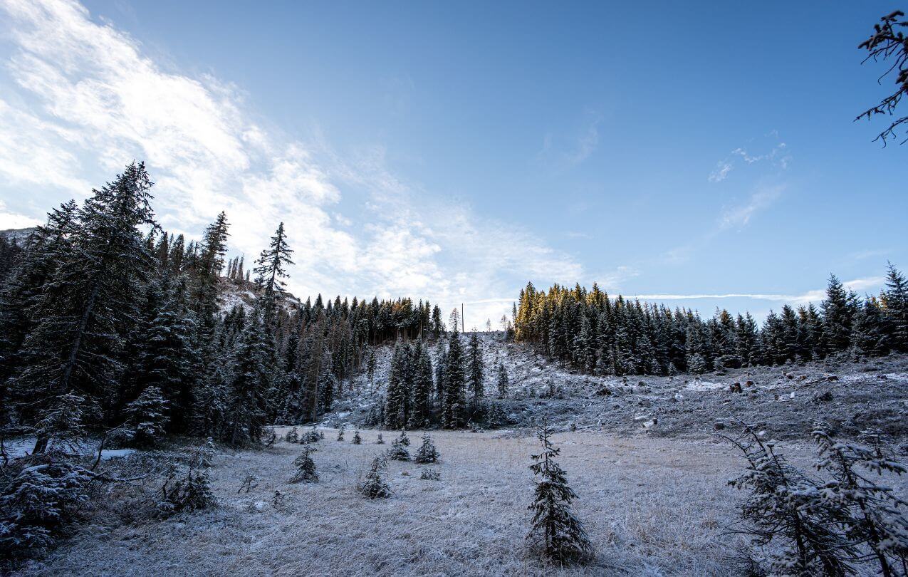 Wood Recovery Project